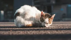 Är hemlösa katter tacksamma när du tar hem dem?