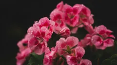 Pelargonen blommar tre gånger mer imponerande: ett unikt gödningsmedel med tre ingredienser