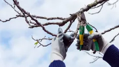 Vilka växter du måste beskära före våren om du inte vill gå miste om skörden i sommar: tider och regler för beskärning