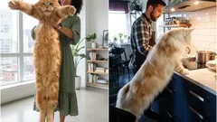 Jättarna bland husdjur: De största kattraserna du kan ha hemma och deras egenskaper