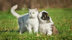 Så får du hunden att sluta reagera på katter