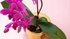 Så får du din orkidé att blomma året runt med ett gödningsmedel som du redan har i kylskåpet