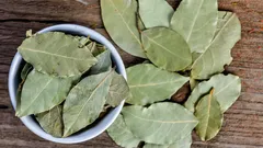 Varför lägger folk ett lagerblad i krukan med en krukväxt?