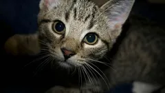 Visste du vad din katt gör för att skydda dig och ditt hem?