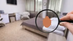 Så blir du av med vägglöss: verkligen effektiva huskurer