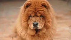 Topp 7 raser: Vilka hundar har längst livslängd?