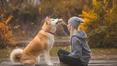 Trogna livet ut: 5 hundraser som är extremt fästa vid människor