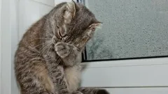 Gråter katter som människor? Vad betyder deras tårfyllda ögon egentligen?