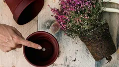 Varför är hålet i botten av blomkrukan så viktigt för dina växters hälsa?